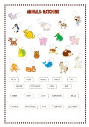 English Worksheet: ANIMALS