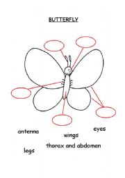 English worksheet: Butterfly