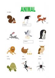 English worksheet: ANIMALS