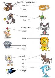 parts of animals