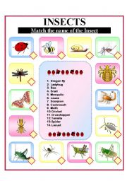  Insects! 