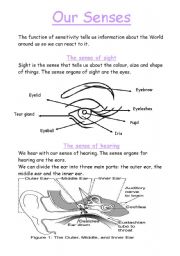 English Worksheet: Our senses