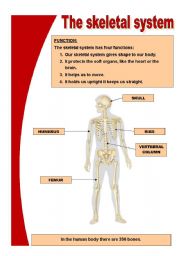 English Worksheet: The skeletal system