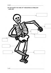 English Worksheet: Bones