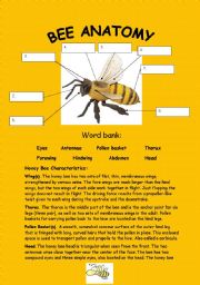 English Worksheet: Bee anatomy :) (key included-4pages)