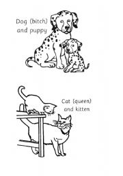 English Worksheet: black&white pictures 
