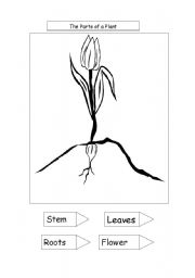 English Worksheet: parts of a plant