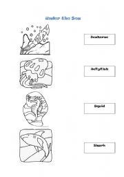 English worksheet: Under the Sea 