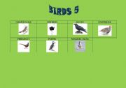 English Worksheet: Birds 5/5