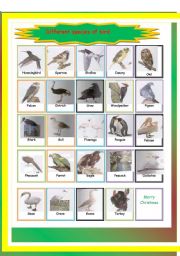 English Worksheet: different species of bird-pictionary