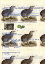 English Worksheet: the Kiwi Bird