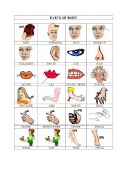 English Worksheet: body parts