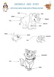 English Worksheet: Animals and body