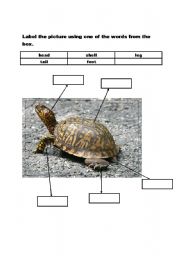 English Worksheet: Animal body parts 1