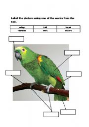 English worksheet: Animals body parts