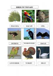 English Worksheet: BIRDS PICTIONARY