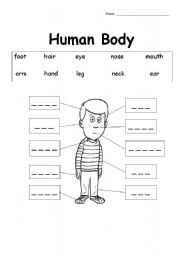 The Human Body