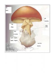 English Worksheet: Pictionary mushroom biology (English-German)
