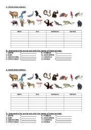animal clasification