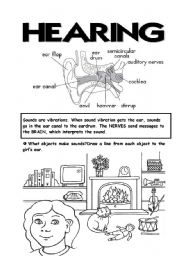 English Worksheet: 5 senses (4th part)