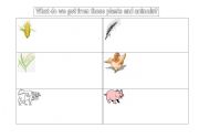 English worksheet: What do we get from these plants and animals?