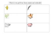 English Worksheet: What do we get from these plants and animals?