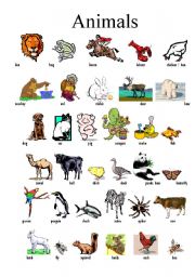 English Worksheet: Animals, vocabulary