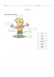 English worksheet: Parts of the body