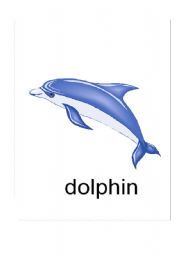 Sea Animals Flashcards