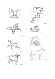 English worksheet: Animal pictures