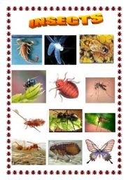 English Worksheet: Insects