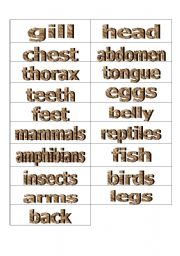 English worksheet: Flashcards different parts or various animals2