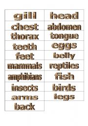 English Worksheet: Flashcards different parts or various animals2