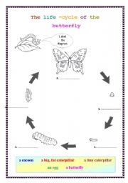 English Worksheet: The life cycle of the butterfly