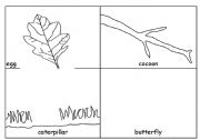 English Worksheet: Life cycle of a Butterfly