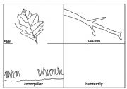 Life cycle of a Butterfly