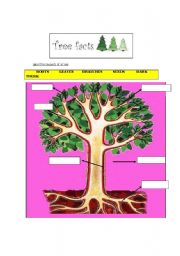 English Worksheet: deforestation: why are trees important? 3