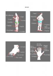 English Worksheet: My body