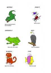 English Worksheet: animal classes characteristics