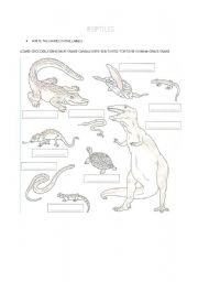 English Worksheet: REPTILES