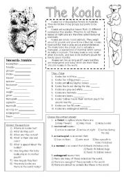 English Worksheet: The Koala