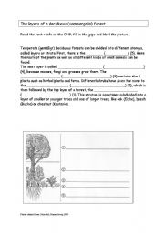 English worksheet: Layers / strata of a deciduous forest (bilingual biology) with key