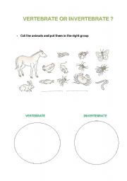 English worksheet: VERTEBRATE AND INVERTEBRATE