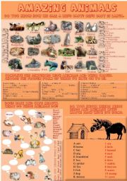 English Worksheet: Amazing animals