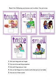 English Worksheet: five senses