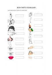 English worksheet: Body parts vocabulary