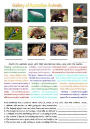 English Worksheet: Gallery of Australian Animals