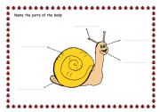 English worksheet: SNAIL: PARTS OF THE BODY