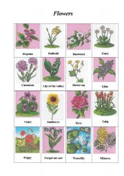 English Worksheet: Flowers