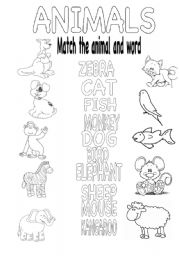 English Worksheet: My animals 
